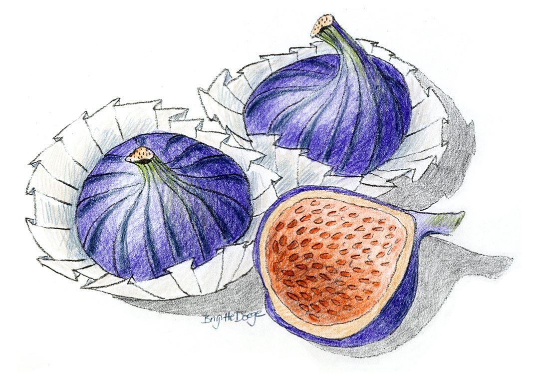 Colouring pages (medium): Figs - Result