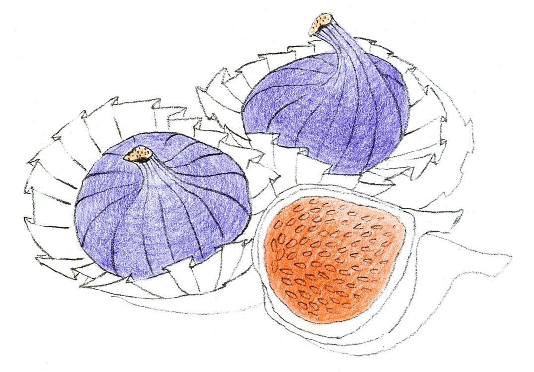 Colouring pages (medium): Figs - Step 1