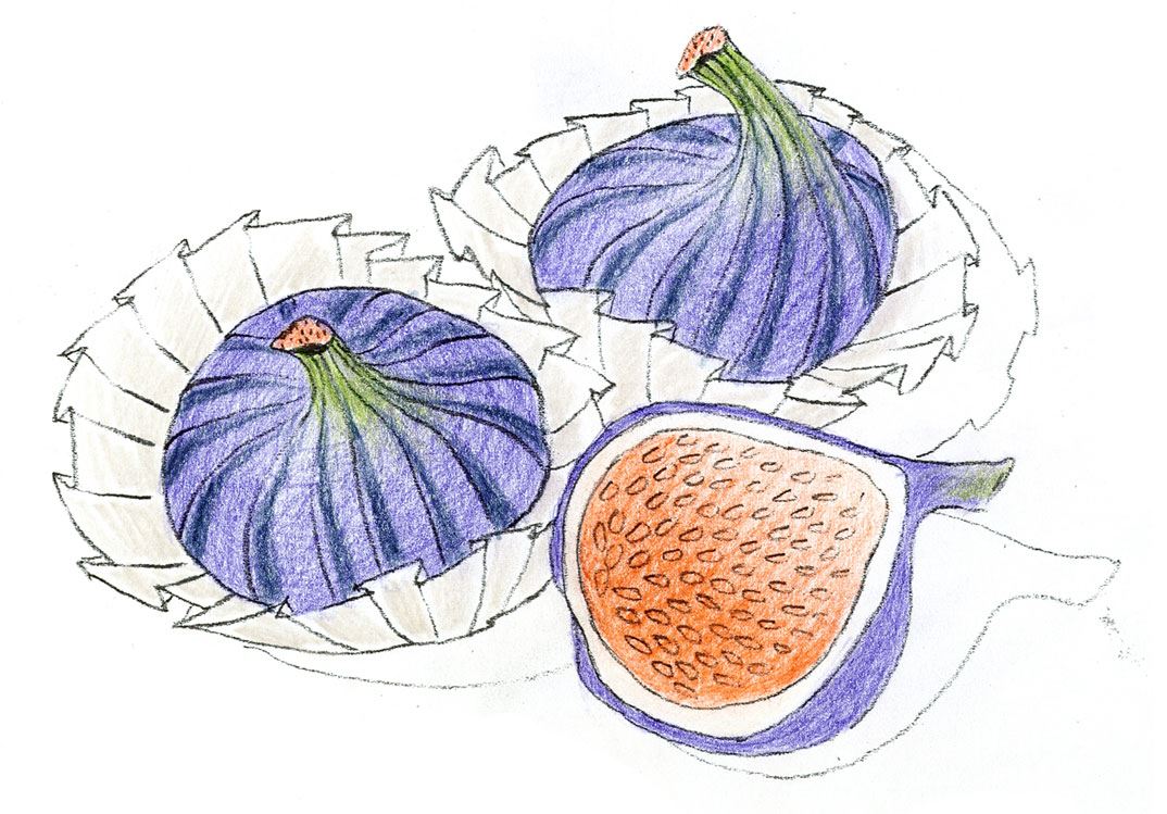 Colouring pages (medium): Figs - Step 2