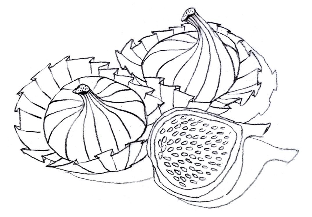 Colouring pages (medium): Figs - Template